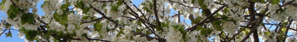Blomstrende træ på Solvej