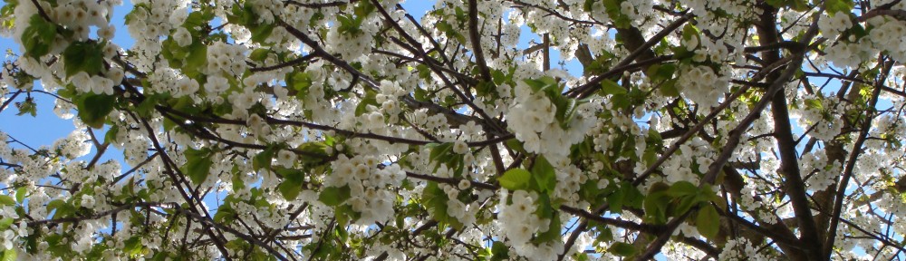 Udsnit af blomstrende trae paa Solvej