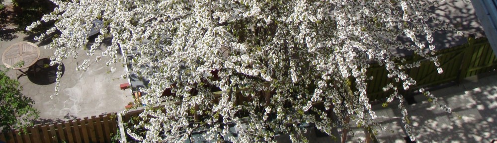 Udsnit af blomstrende trae paa Solvej set i vestejendoms baghave