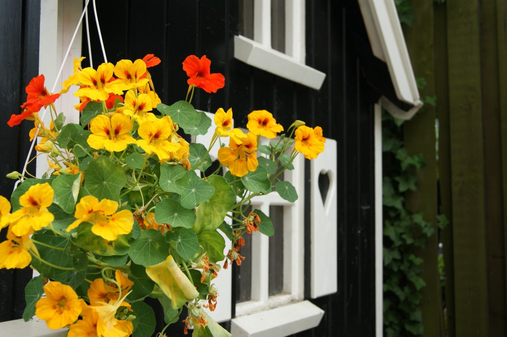 En plante med flotte gule blomster hænger ved legehusets vindue