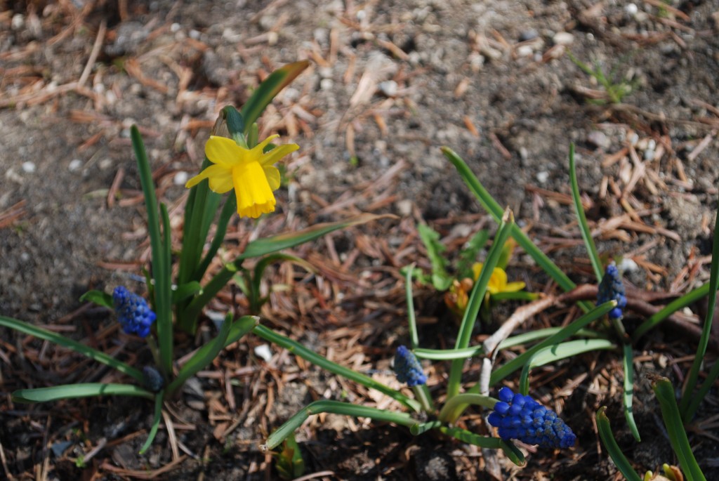 Blå og gule blomster kommer frem.