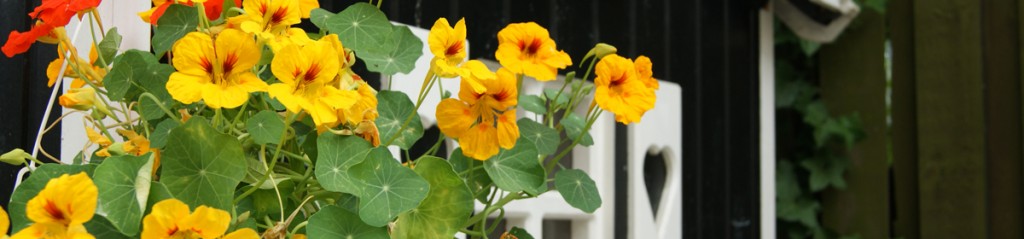 Blomster ved legehuset